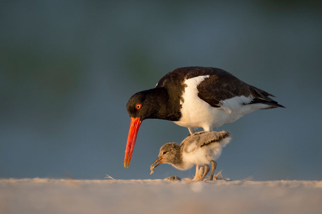 American Oystercatcher and chick