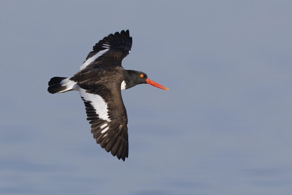 American Oystercatcher (Haematopus palliatus) in flight - Jekyll Island, Georgia