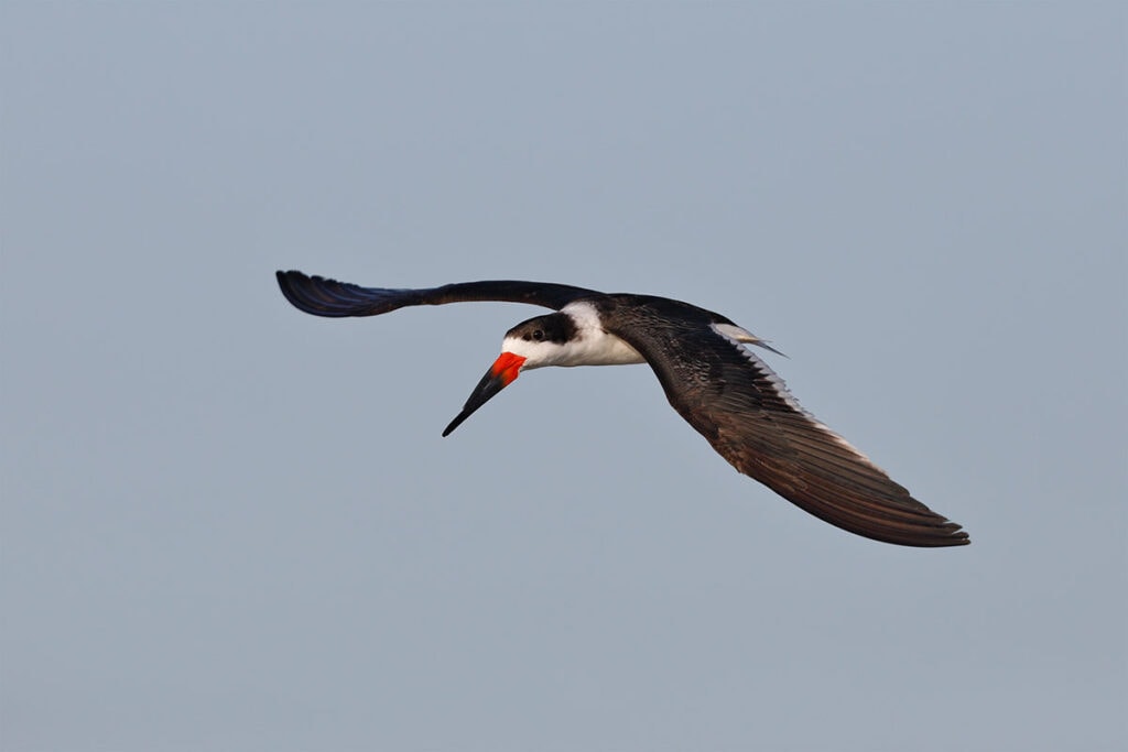 Black Skimmer