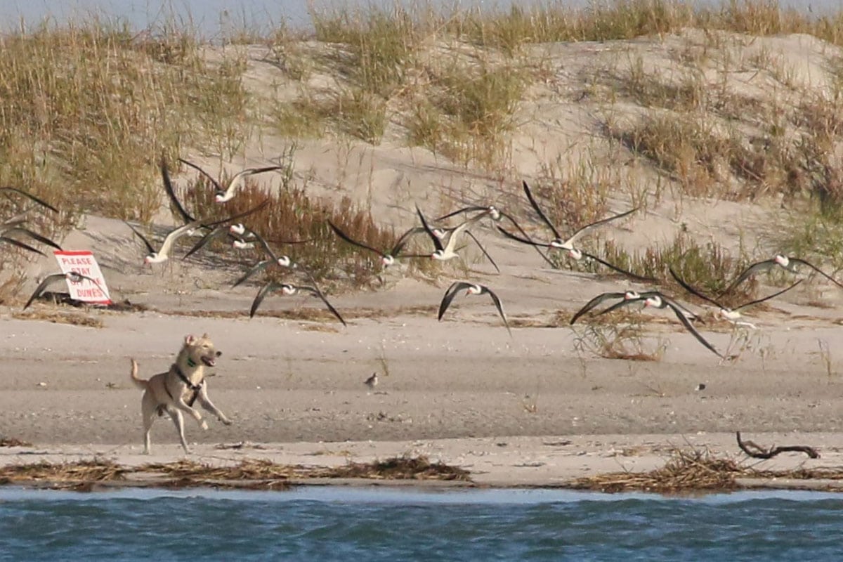 Dog chasing birds at the beach