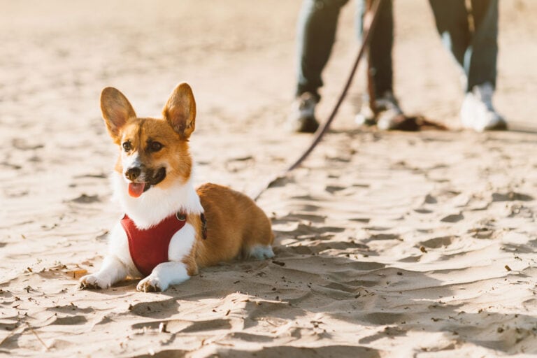 Dog at the beach