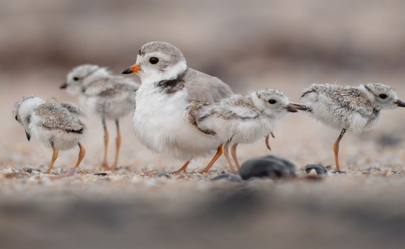 Piping Plover with chicks