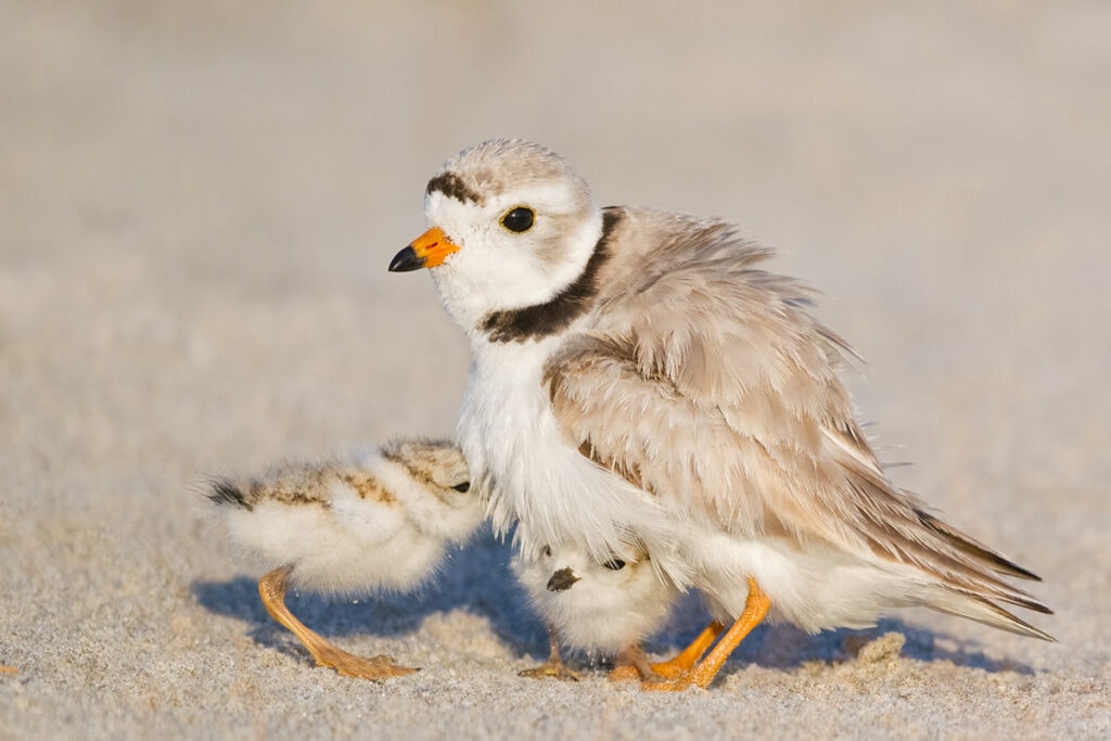 Piping Plover Adult with Chicks Charadrius melodus Plymouth Beach, Massachusetts