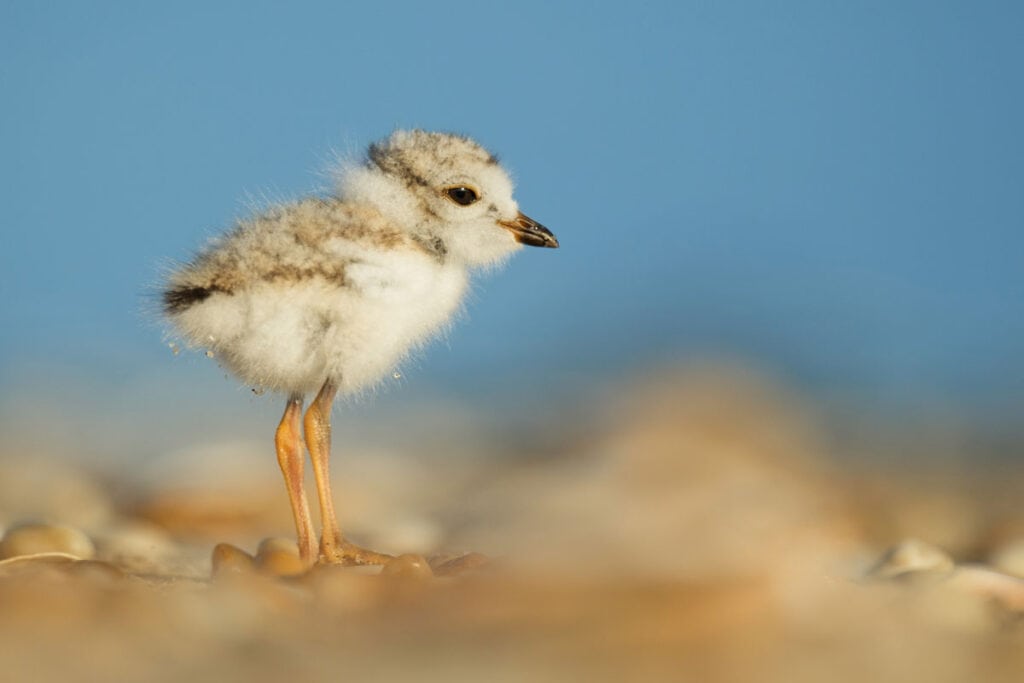 Plover chick Ray Hennessey Wildlife