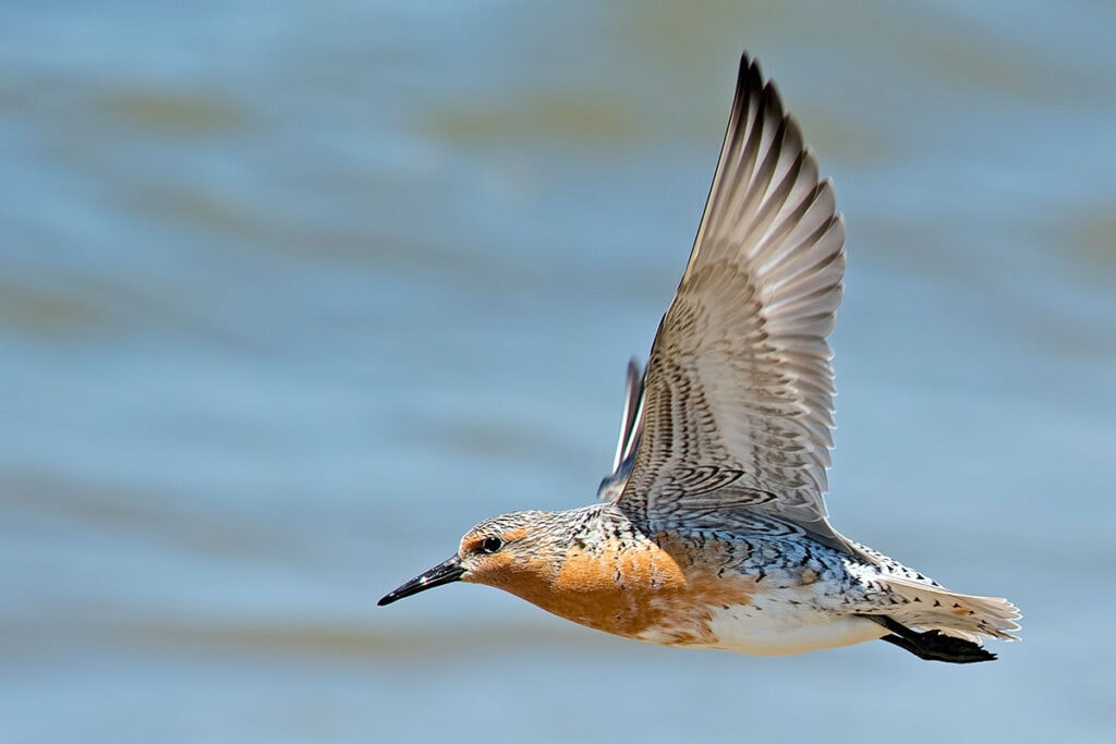 Red Knot