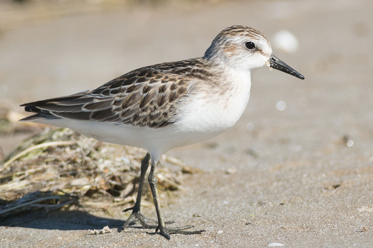 Semipalmated Sandpiper