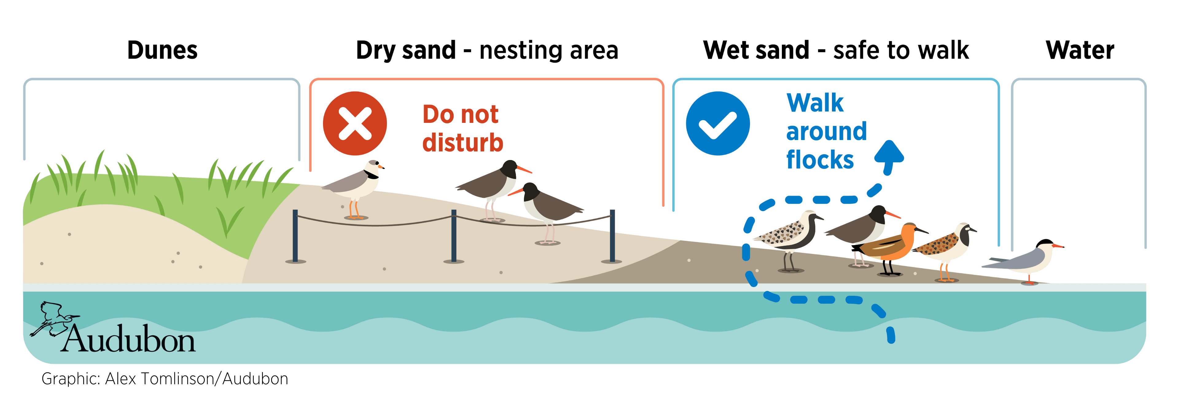 Shorebird beach use infographic