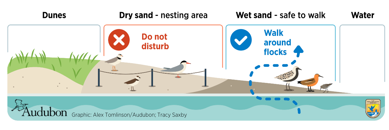 Shorebird infographic