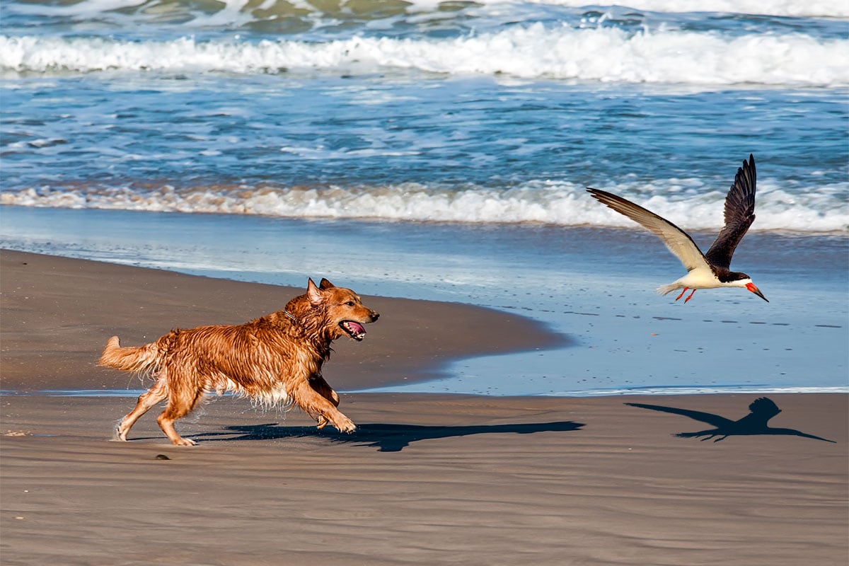 Dog chasing black skimmer on the beach