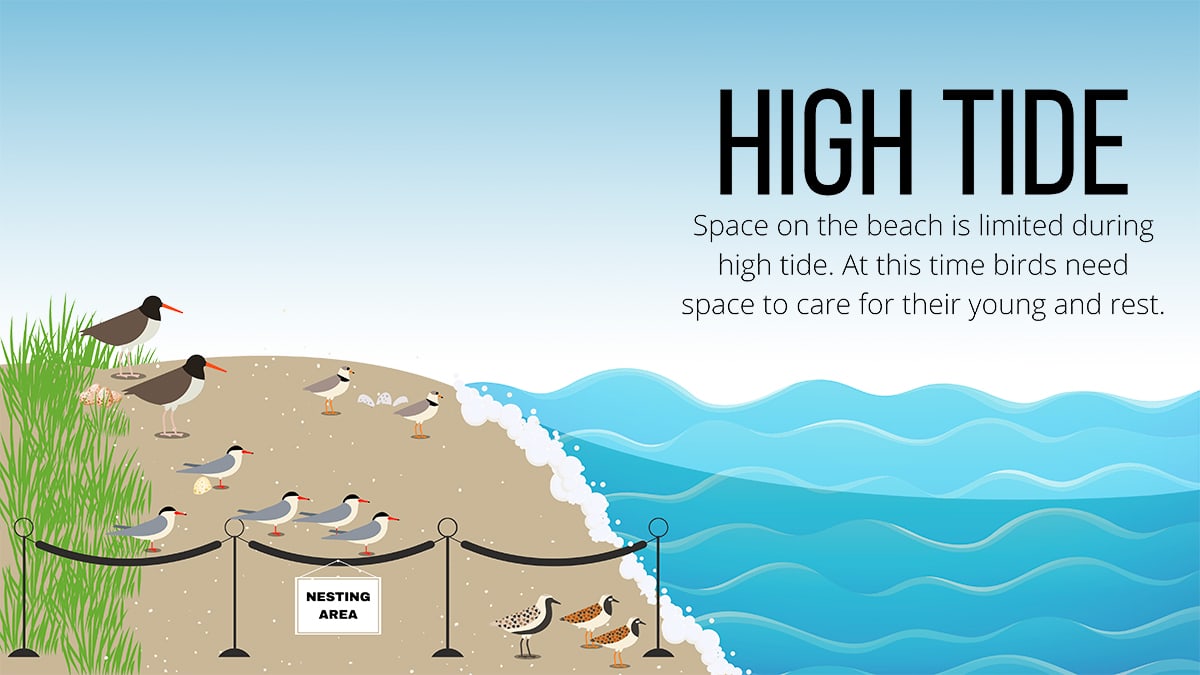 Bird use during high tide