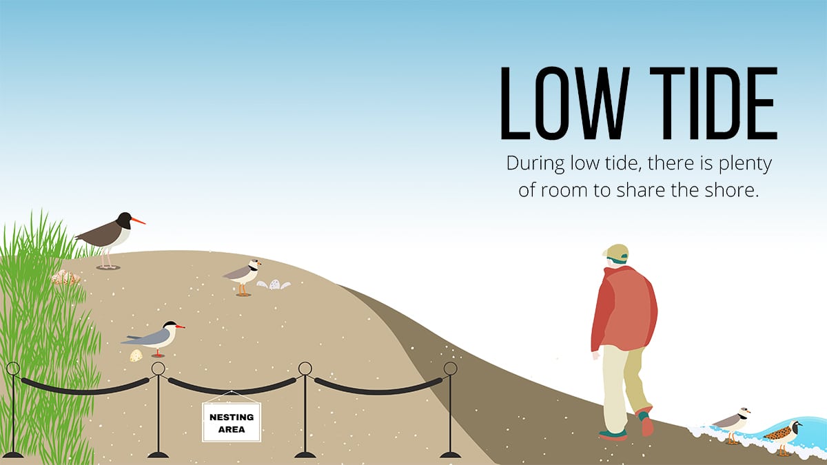 bird disturbance during low tide