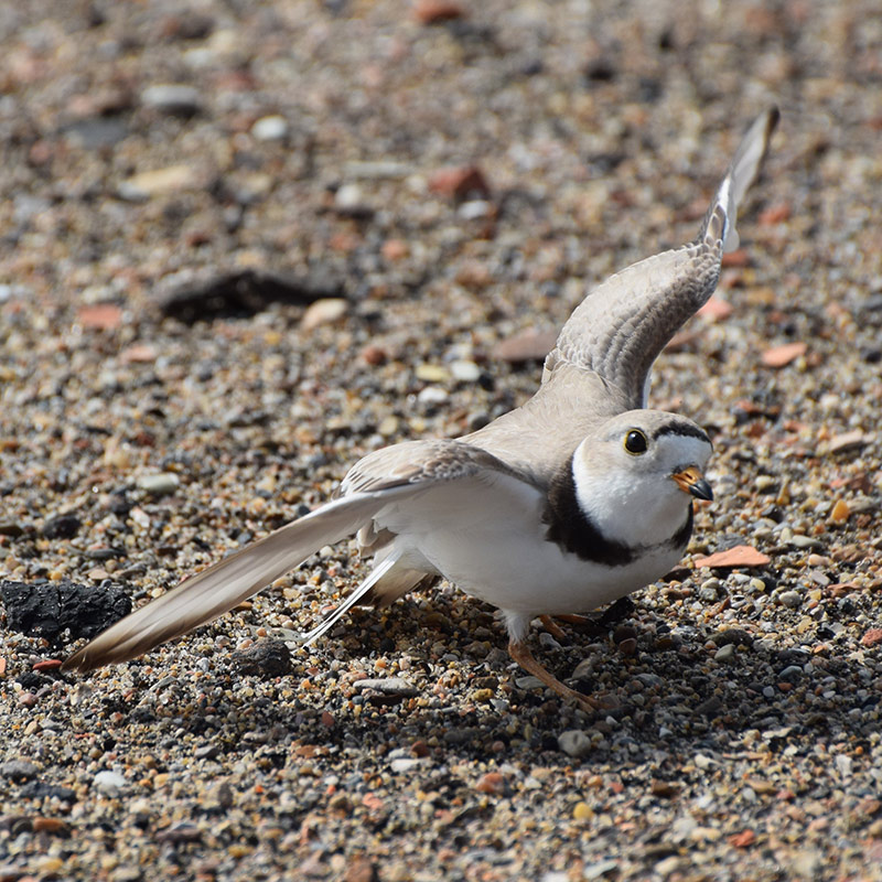 Piping Plover