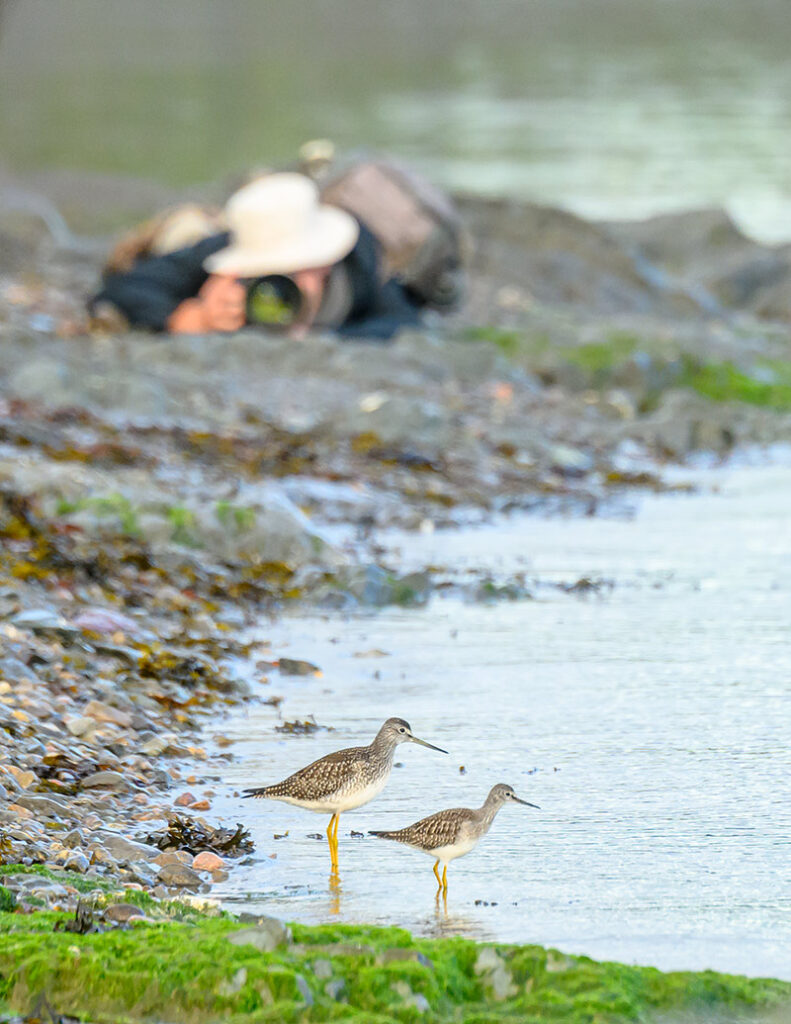 Photographer taking picture of shorebirds