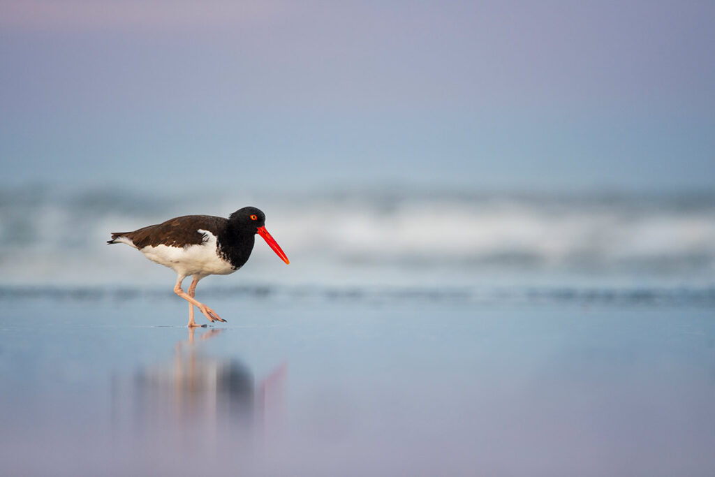 American Oystercatcher Ray Hennessy Wildlife