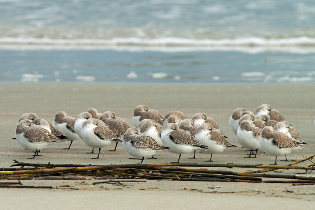 Roosting Sanderlings