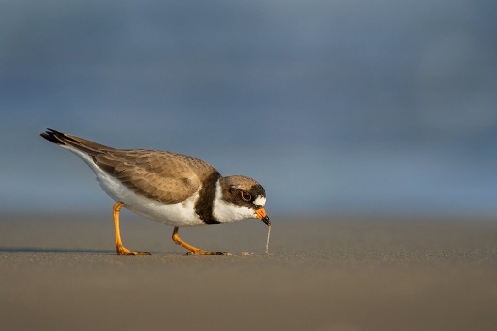 Piping Plover Ray Hennessy Wildlife